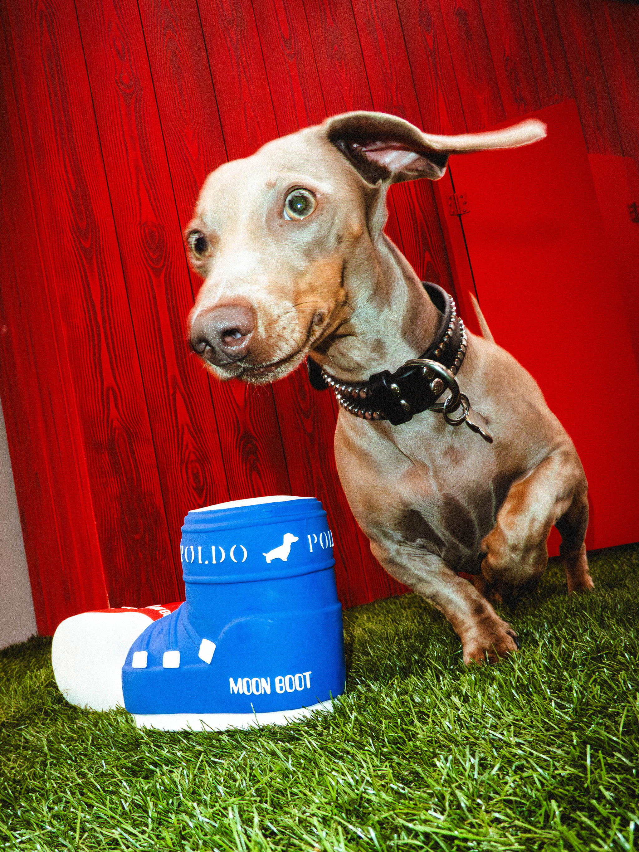 MOON BOOT X POLDO DOG COUTURE BLUE SQUEAKY DOG TOY image number 3
