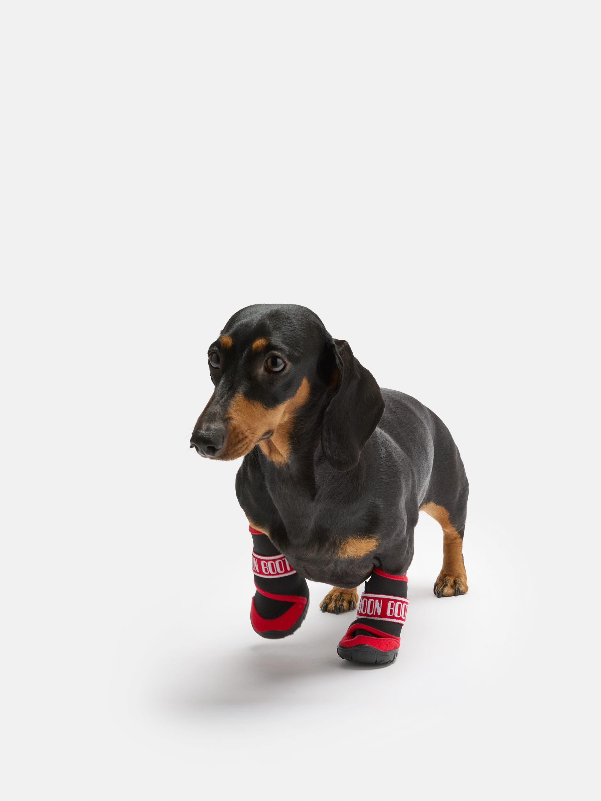 MOON BOOT X POLDO DOG COUTURE RED DOG BOOTS image number 5