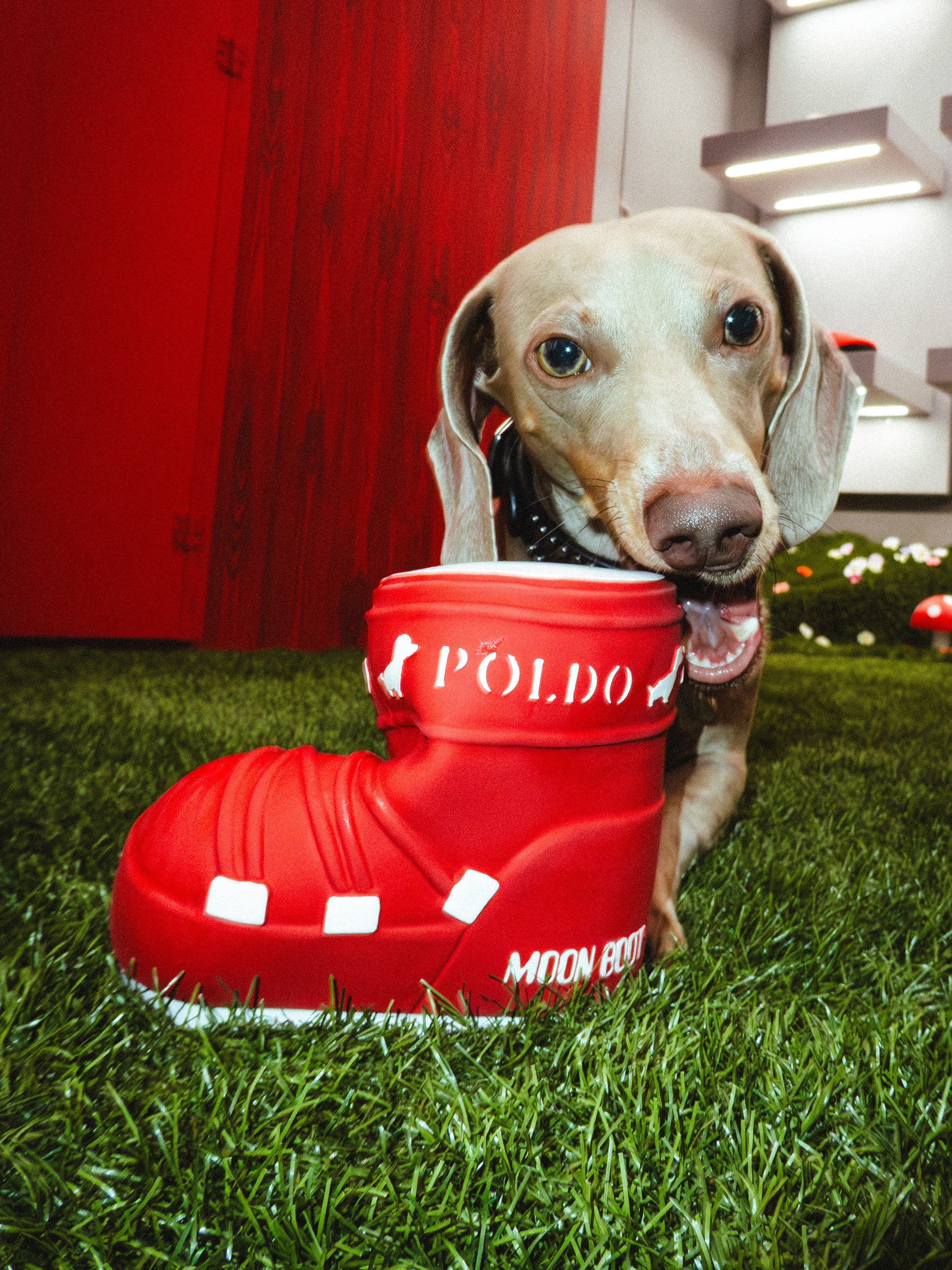 MOON BOOT X POLDO DOG COUTURE RED SQUEAKY DOG TOY image number 3