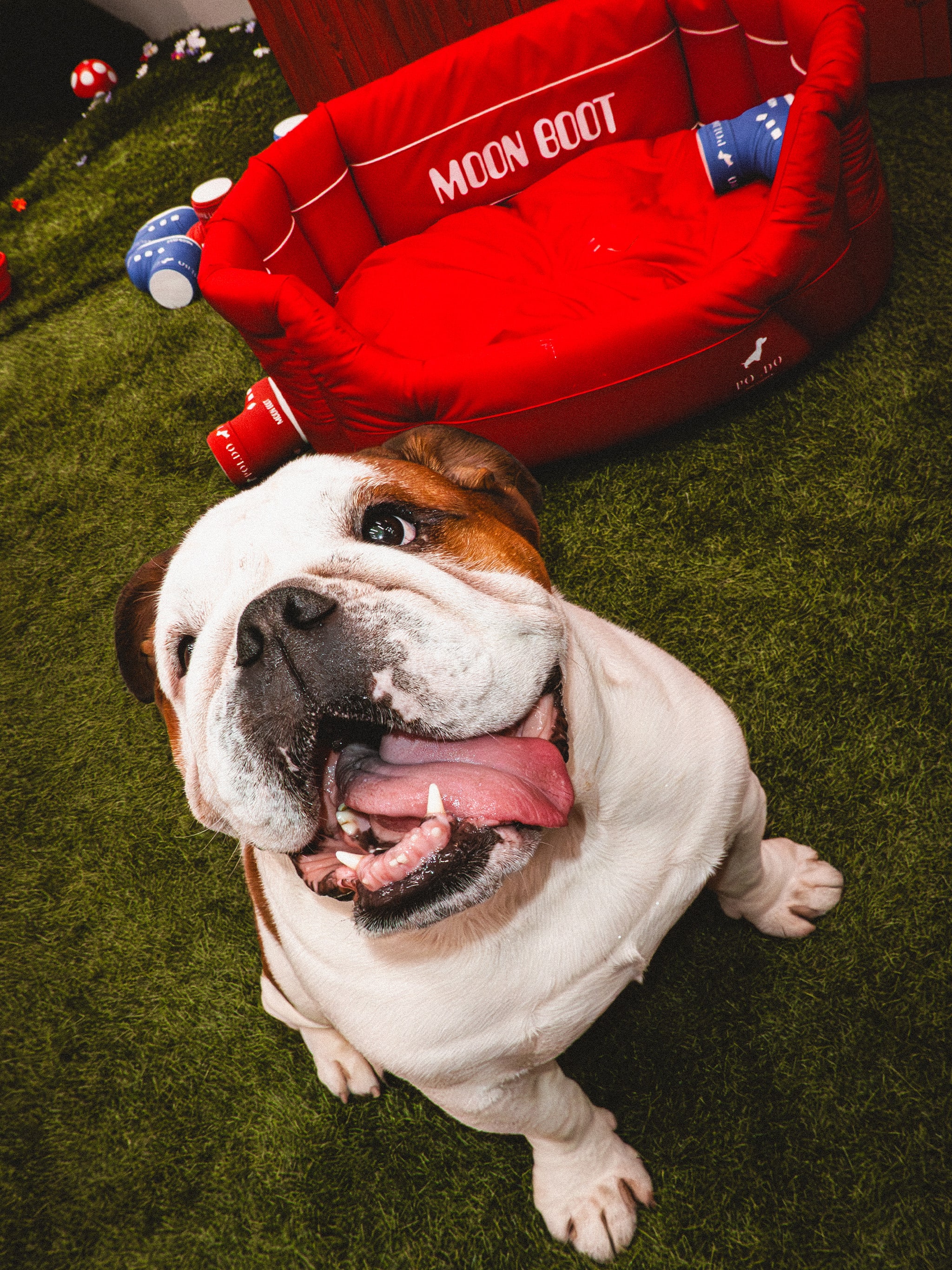 MOON BOOT X POLDO DOG COUTURE RED PADDED DOG BED image number 6